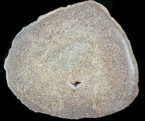 Polished Agatized Dinosaur Bone Section - Bouarfa, Morocco #38806